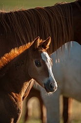 Foal