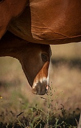 Foal