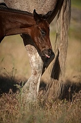 Foal