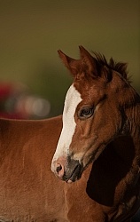 Foal