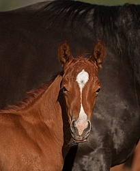 Foal