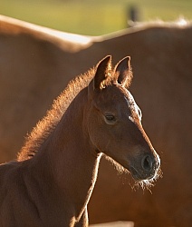 Foal