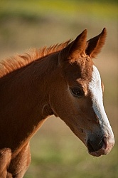 Foal