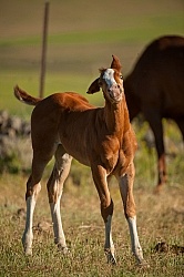 Foal