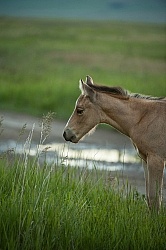 Foal