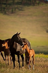 Mare and Foal