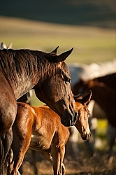 Mare and Foal