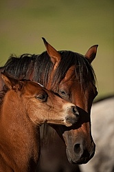 Mare and Foal