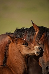 Mare and Foal