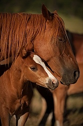 Mare and Foal