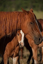 Mare and Foal