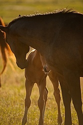 Mare and Foal