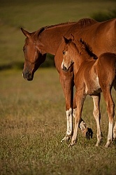 Mare and Foal