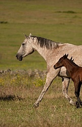 Mare and Foal