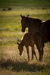 Mare and Foal