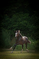  Oldenburg Yearling Free Running Vertical