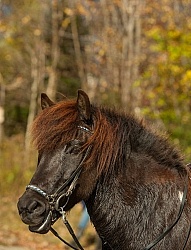 Vermont Icelandic Horse Farm Fall Colours Ride