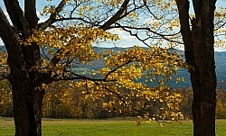 Vermont Icelandic Horse Farm Fall Colours Ride