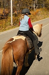 Vermont Icelandic Horse Farm Fall Colours Ride