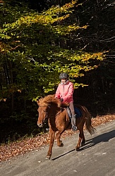 Vermont Icelandic Horse Farm Fall Colours Ride