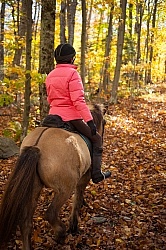 Vermont Icelandic Horse Farm Fall Colours Ride