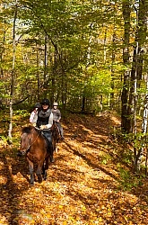 Vermont Icelandic Horse Farm Fall Colours Ride