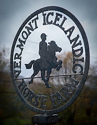 Vermont Icelandic Horse Farm Fall Colours Ride