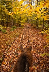 Vermont Icelandic Horse Farm Fall Colours Ride