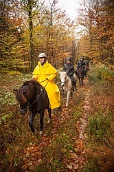 Vermont Icelandic Horse Farm Fall Colours Ride