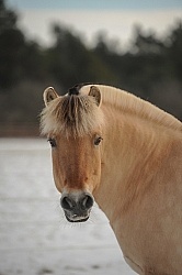 Norwegian Fjord Portrait