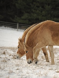 Norwegian Fjord Portrait