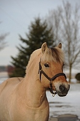 Norwegian Fjord Portrait