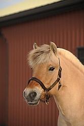 Norwegian Fjord Portrait