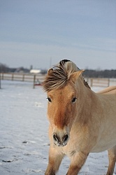 Norwegian Fjord Portrait