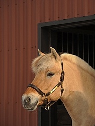 Norwegian Fjord Portrait