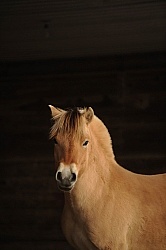 Norwegian Fjord Portrait