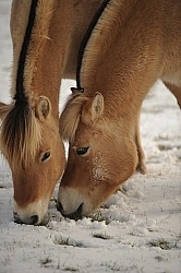 Norwegian Fjord Portrait