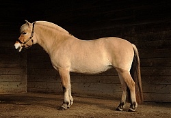 Norwegian Fjord Conformation