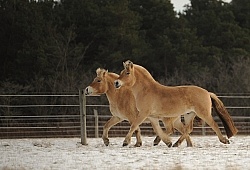 Norwegian Fjord Free Running Horizontal