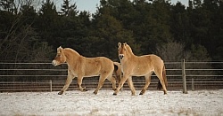 Norwegian Fjord Free Running Horizontal