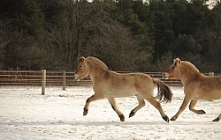 Norwegian Fjord Free Running Horizontal