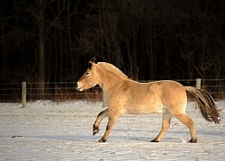 Norwegian Fjord Free Running Horizontal