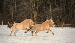 Norwegian Fjord Free Running Horizontal