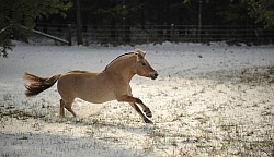 Norwegian Fjord Free Running Horizontal