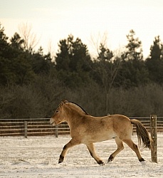 Norwegian Fjord Free Running Vertical