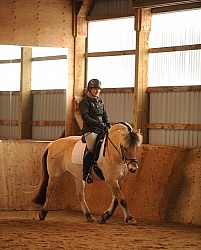 Norwegian Fjord Ridden Dressage