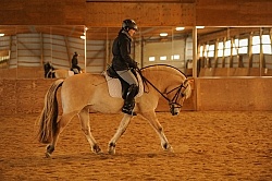 Norwegian Fjord Ridden Dressage