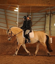 Norwegian Fjord Ridden Dressage
