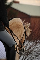 Norwegian Fjord Portrait