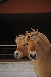 Norwegian Fjord Portrait